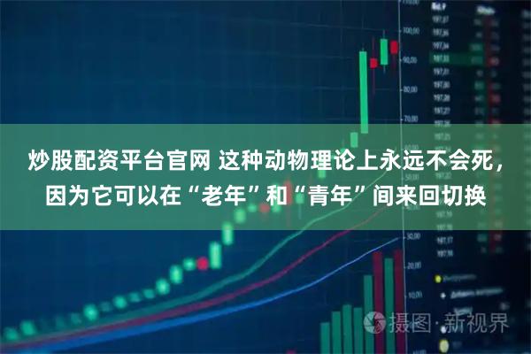 炒股配资平台官网 这种动物理论上永远不会死，因为它可以在“老年”和“青年”间来回切换